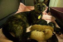 Foster mother Lily, with her five kittens Hank, George, Mia, Dora, and Sophie.  We are fostering them for the Austin Humane Society.

Filename: SRM_20080816_1258364.jpg
Aperture: f/2.8
Shutter Speed: 1/30
Body: Canon EOS-1D Mark II
Lens: Canon EF 16-35mm f/2.8 L