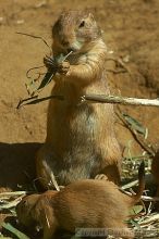 Prarie dogs at the San Francisco Zoo.

Filename: srm_20050529_184510_2_std.jpg
Aperture: f/7.1
Shutter Speed: 1/800
Body: Canon EOS 20D
Lens: Canon EF 80-200mm f/2.8 L