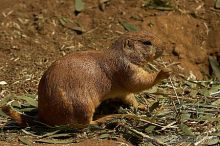 Prarie dogs at the San Francisco Zoo.

Filename: srm_20050529_184426_4_std.jpg
Aperture: f/7.1
Shutter Speed: 1/1000
Body: Canon EOS 20D
Lens: Canon EF 80-200mm f/2.8 L