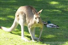 Kangaroos at the San Francisco Zoo.

Filename: srm_20050529_182308_4_std.jpg
Aperture: f/6.3
Shutter Speed: 1/320
Body: Canon EOS 20D
Lens: Canon EF 80-200mm f/2.8 L