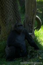 Gorilla at the San Francisco Zoo.

Filename: srm_20050529_154218_3_std.jpg
Aperture: f/2.8
Shutter Speed: 1/250
Body: Canon EOS 20D
Lens: Canon EF 80-200mm f/2.8 L