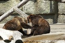 Bears playing at the San Francisco Zoo.

Filename: srm_20050529_173330_3_std.jpg
Aperture: f/5.6
Shutter Speed: 1/500
Body: Canon EOS 20D
Lens: Canon EF 80-200mm f/2.8 L