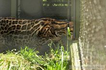 Visit to San Francisco Zoo.

Filename: srm_20050529_171554_9_std.jpg
Aperture: f/5.6
Shutter Speed: 1/125
Body: Canon EOS 20D
Lens: Canon EF 80-200mm f/2.8 L