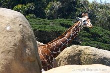 Giraffee at the San Francisco Zoo.

Filename: srm_20050529_152540_9_std.jpg
Aperture: f/4.5
Shutter Speed: 1/250
Body: Canon EOS 20D
Lens: Canon EF 80-200mm f/2.8 L