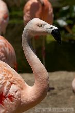 Pink flamingos at the San Francisco Zoo.

Filename: srm_20050529_163138_5_std.jpg
Aperture: f/10.0
Shutter Speed: 1/640
Body: Canon EOS 20D
Lens: Canon EF 80-200mm f/2.8 L