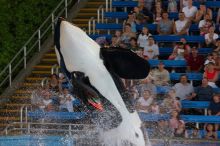 Shamu and Namu in the Believe show at Sea World, San Antonio.

Filename: SRM_20060423_123426_4.jpg
Aperture: f/5.0
Shutter Speed: 1/200
Body: Canon EOS 20D
Lens: Canon EF 80-200mm f/2.8 L