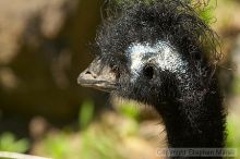 Emu at the San Francisco Zoo.

Filename: srm_20050529_182420_8_std.jpg
Aperture: f/7.1
Shutter Speed: 1/1000
Body: Canon EOS 20D
Lens: Canon EF 80-200mm f/2.8 L