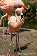 Pink flamingos at the San Francisco Zoo.

Filename: srm_20050529_163046_5_std.jpg
Aperture: f/5.6
Shutter Speed: 1/1600
Body: Canon EOS 20D
Lens: Canon EF 80-200mm f/2.8 L