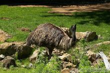 Emu at the San Francisco Zoo.

Filename: srm_20050529_182020_5_std.jpg
Aperture: f/7.1
Shutter Speed: 1/1600
Body: Canon EOS 20D
Lens: Canon EF 80-200mm f/2.8 L