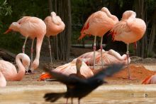 Pink flamingos at Sea World, San Antonio.

Filename: SRM_20060423_130802_6.jpg
Aperture: f/10.0
Shutter Speed: 1/320
Body: Canon EOS 20D
Lens: Canon EF 80-200mm f/2.8 L