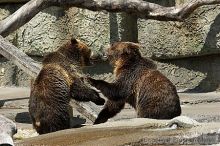 Bears playing at the San Francisco Zoo.

Filename: srm_20050529_173346_8_std.jpg
Aperture: f/5.6
Shutter Speed: 1/800
Body: Canon EOS 20D
Lens: Canon EF 80-200mm f/2.8 L