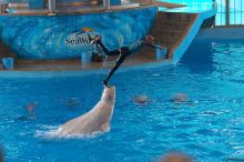 Dolphins in the "Viva" show at Sea World, San Antonio.

Filename: SRM_20060423_141114_6.jpg
Aperture: f/4.5
Shutter Speed: 1/320
Body: Canon EOS 20D
Lens: Canon EF 80-200mm f/2.8 L