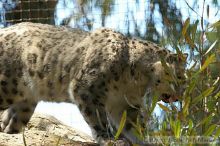 Snow leopard at the San Francisco Zoo.

Filename: srm_20050529_170838_3_std.jpg
Aperture: f/5.6
Shutter Speed: 1/125
Body: Canon EOS 20D
Lens: Canon EF 80-200mm f/2.8 L