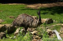 Emu at the San Francisco Zoo.

Filename: srm_20050529_182022_6_std.jpg
Aperture: f/7.1
Shutter Speed: 1/1600
Body: Canon EOS 20D
Lens: Canon EF 80-200mm f/2.8 L