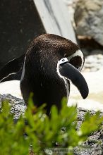 Penguins at the San Francisco Zoo.

Filename: srm_20050529_164346_7_std.jpg
Aperture: f/5.6
Shutter Speed: 1/800
Body: Canon EOS 20D
Lens: Canon EF 80-200mm f/2.8 L