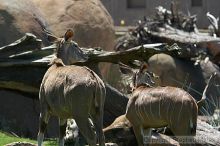 Visit to San Francisco Zoo.

Filename: srm_20050529_151700_0_std.jpg
Aperture: f/4.5
Shutter Speed: 1/400
Body: Canon EOS 20D
Lens: Canon EF 80-200mm f/2.8 L