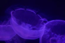 Jellyfish at Sea World, San Antonio.

Filename: SRM_20060423_152712_4.jpg
Aperture: f/1.8
Shutter Speed: 1/50
Body: Canon EOS 20D
Lens: Canon EF 50mm f/1.8 II