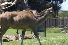 Visit to San Francisco Zoo.

Filename: srm_20050529_151730_4_std.jpg
Aperture: f/4.5
Shutter Speed: 1/250
Body: Canon EOS 20D
Lens: Canon EF 80-200mm f/2.8 L