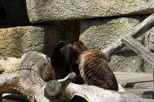 Bears playing at the San Francisco Zoo.

Filename: srm_20050529_173310_6_std.jpg
Aperture: f/5.6
Shutter Speed: 1/800
Body: Canon EOS 20D
Lens: Canon EF 80-200mm f/2.8 L