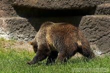 Bears playing at the San Francisco Zoo.

Filename: srm_20050529_173554_1_std.jpg
Aperture: f/5.6
Shutter Speed: 1/640
Body: Canon EOS 20D
Lens: Canon EF 80-200mm f/2.8 L