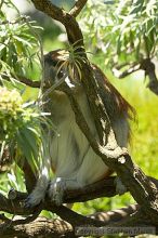 Visit to San Francisco Zoo.

Filename: srm_20050529_162514_1_std.jpg
Aperture: f/5.6
Shutter Speed: 1/160
Body: Canon EOS 20D
Lens: Canon EF 80-200mm f/2.8 L