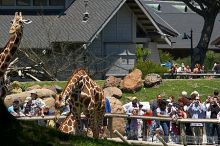 Visit to San Francisco Zoo.

Filename: srm_20050529_154110_1_std.jpg
Aperture: f/5.6
Shutter Speed: 1/400
Body: Canon EOS 20D
Lens: Canon EF 80-200mm f/2.8 L