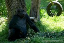 Gorilla at the San Francisco Zoo.

Filename: srm_20050529_154250_4_std.jpg
Aperture: f/2.8
Shutter Speed: 1/250
Body: Canon EOS 20D
Lens: Canon EF 80-200mm f/2.8 L