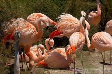 Pink flamingos at the San Francisco Zoo.

Filename: srm_20050529_163126_4_std.jpg
Aperture: f/10.0
Shutter Speed: 1/640
Body: Canon EOS 20D
Lens: Canon EF 80-200mm f/2.8 L