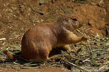 Prarie dogs at the San Francisco Zoo.

Filename: srm_20050529_184428_5_std.jpg
Aperture: f/7.1
Shutter Speed: 1/1000
Body: Canon EOS 20D
Lens: Canon EF 80-200mm f/2.8 L