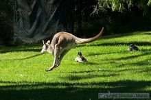 Kangaroo jumping at the San Francisco Zoo.

Filename: srm_20050529_182518_6_std.jpg
Aperture: f/7.1
Shutter Speed: 1/800
Body: Canon EOS 20D
Lens: Canon EF 80-200mm f/2.8 L