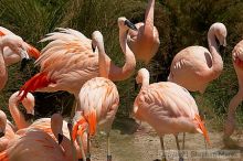 Pink flamingos at the San Francisco Zoo.

Filename: srm_20050529_163122_3_std.jpg
Aperture: f/10.0
Shutter Speed: 1/800
Body: Canon EOS 20D
Lens: Canon EF 80-200mm f/2.8 L