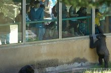 Gorilla playing with visitors at the San Francisco Zoo.

Filename: srm_20050529_154846_8_std.jpg
Aperture: f/3.5
Shutter Speed: 1/200
Body: Canon EOS 20D
Lens: Canon EF 80-200mm f/2.8 L