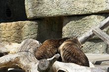 Bears playing at the San Francisco Zoo.

Filename: srm_20050529_173314_7_std.jpg
Aperture: f/5.6
Shutter Speed: 1/640
Body: Canon EOS 20D
Lens: Canon EF 80-200mm f/2.8 L