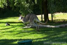 Kangaroo jumping at the San Francisco Zoo.

Filename: srm_20050529_182514_3_std.jpg
Aperture: f/7.1
Shutter Speed: 1/400
Body: Canon EOS 20D
Lens: Canon EF 80-200mm f/2.8 L