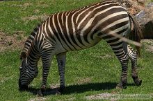 Zebra at the San Francisco Zoo.

Filename: srm_20050529_152916_3_std.jpg
Aperture: f/5.6
Shutter Speed: 1/500
Body: Canon EOS 20D
Lens: Canon EF 80-200mm f/2.8 L