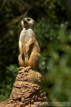 Meerkcats at the San Francisco Zoo.

Filename: srm_20050529_184558_4_std.jpg
Aperture: f/7.1
Shutter Speed: 1/500
Body: Canon EOS 20D
Lens: Canon EF 80-200mm f/2.8 L