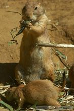 Prarie dogs at the San Francisco Zoo.

Filename: srm_20050529_184512_3_std.jpg
Aperture: f/7.1
Shutter Speed: 1/800
Body: Canon EOS 20D
Lens: Canon EF 80-200mm f/2.8 L