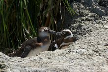 Penguins at the San Francisco Zoo.

Filename: srm_20050529_164526_1_std.jpg
Aperture: f/5.6
Shutter Speed: 1/800
Body: Canon EOS 20D
Lens: Canon EF 80-200mm f/2.8 L