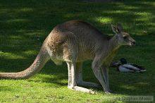 Kangaroos at the San Francisco Zoo.

Filename: srm_20050529_182142_1_std.jpg
Aperture: f/7.1
Shutter Speed: 1/800
Body: Canon EOS 20D
Lens: Canon EF 80-200mm f/2.8 L