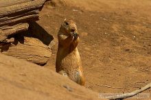 Prarie dogs at the San Francisco Zoo.

Filename: srm_20050529_184352_1_std.jpg
Aperture: f/7.1
Shutter Speed: 1/1600
Body: Canon EOS 20D
Lens: Canon EF 80-200mm f/2.8 L