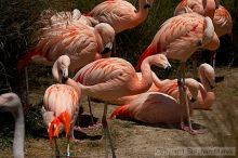 Pink flamingos at the San Francisco Zoo.

Filename: srm_20050529_163052_6_std.jpg
Aperture: f/5.6
Shutter Speed: 1/4000
Body: Canon EOS 20D
Lens: Canon EF 80-200mm f/2.8 L