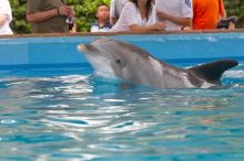 Bottle nosed dolphins at Sea World, San Antonio.

Filename: SRM_20060423_114718_7.jpg
Aperture: f/5.6
Shutter Speed: 1/160
Body: Canon EOS 20D
Lens: Canon EF 80-200mm f/2.8 L