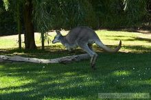 Kangaroo jumping at the San Francisco Zoo.

Filename: srm_20050529_182510_1_std.jpg
Aperture: f/7.1
Shutter Speed: 1/320
Body: Canon EOS 20D
Lens: Canon EF 80-200mm f/2.8 L