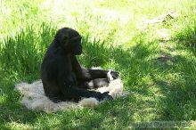 Gorilla at the San Francisco Zoo.

Filename: srm_20050529_154854_9_std.jpg
Aperture: f/3.5
Shutter Speed: 1/200
Body: Canon EOS 20D
Lens: Canon EF 80-200mm f/2.8 L