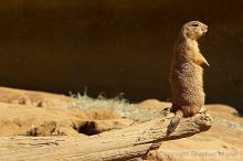 Prarie dogs at the San Francisco Zoo.

Filename: srm_20050529_184422_3_std.jpg
Aperture: f/7.1
Shutter Speed: 1/500
Body: Canon EOS 20D
Lens: Canon EF 80-200mm f/2.8 L