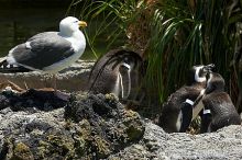 Penguins at the San Francisco Zoo.

Filename: srm_20050529_164646_5_std.jpg
Aperture: f/9.0
Shutter Speed: 1/320
Body: Canon EOS 20D
Lens: Canon EF 80-200mm f/2.8 L