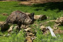 Emu at the San Francisco Zoo.

Filename: srm_20050529_182032_7_std.jpg
Aperture: f/7.1
Shutter Speed: 1/1600
Body: Canon EOS 20D
Lens: Canon EF 80-200mm f/2.8 L