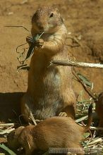 Prarie dogs at the San Francisco Zoo.

Filename: srm_20050529_184508_1_std.jpg
Aperture: f/7.1
Shutter Speed: 1/800
Body: Canon EOS 20D
Lens: Canon EF 80-200mm f/2.8 L