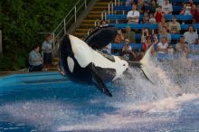 Shamu and Namu in the Believe show at Sea World, San Antonio.

Filename: SRM_20060423_123430_6.jpg
Aperture: f/5.0
Shutter Speed: 1/200
Body: Canon EOS 20D
Lens: Canon EF 80-200mm f/2.8 L