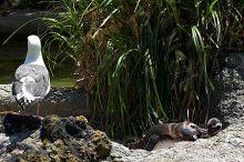 Penguins at the San Francisco Zoo.

Filename: srm_20050529_164532_3_std.jpg
Aperture: f/5.6
Shutter Speed: 1/250
Body: Canon EOS 20D
Lens: Canon EF 80-200mm f/2.8 L